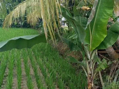 Dijual Sawah Di Cianjur Jalan Tower