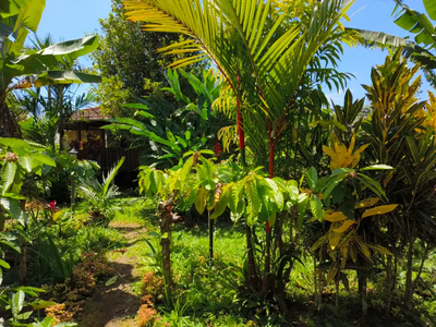 Villa dengan kebun kopi dan durian di bali