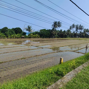 Di Jual Tanah Los Pantai Pinggir Jalan Aspal Denpasar-Gilimanuk