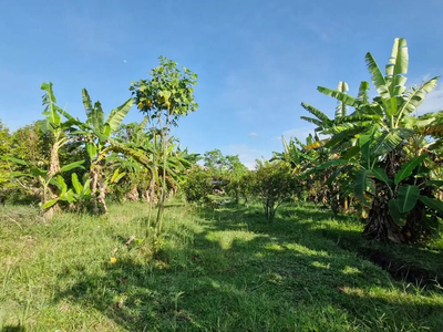 Dijual Tanah Strategis lokasi Elit bonus pohon Durian Di Negara, Bali