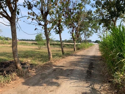 Sawah Murah Akses Jalan 5 M di Sendari Tirtoadi dekat Pasar Cebongan