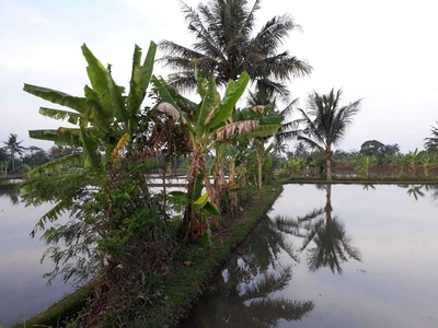 Tanah Luas Bagus Harga Murmer Siap Pakai