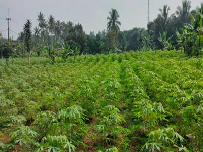 Lahan luas di Mekarsari bogor