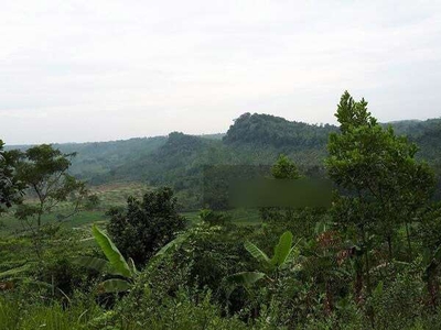 Lahan kebun harga 100rb nego di Kec. Tanjungsari Jonggol Cariu