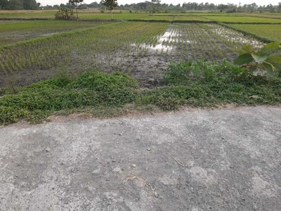 Sawah 300m dari jl raya solo-jogja dekat perum AURI Bendosari sawit