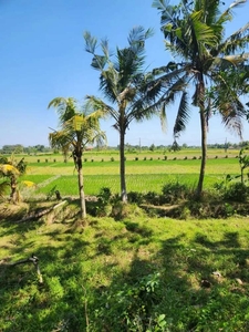 Tanah Murah View Sawah Kediri Tabanan