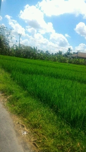 tanah sawah jalan 8 meter di Desa tangun titi selemadeg timur