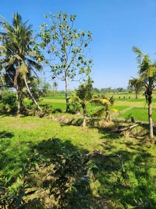 Tanah View Sawah Kaba Kaba Tabanan