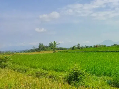 Dijual Sawah Strategis di Dekat STM Pertanian Cibadak, Sukabumi