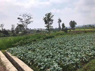 sawah sumbersari