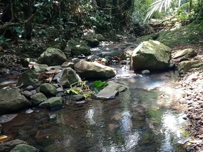 tanah kebun los sungai murah di tabanan bali.