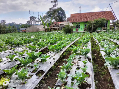 DI JUAL CEPAT TANAH PRODUKTIF DI LEMBANG DEKAT ALUN ALUN LEMBANG