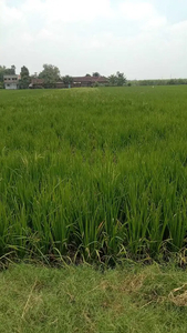 Tanah Sawah Lokasi Seketi Balongbendo Sidoarjo