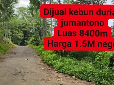 Dijual kebun durian produktif lokasi Jumantono Karanganyar