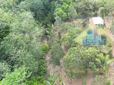 Jual Tanah Kebun Durian di Desa Mekarbaru - Petir, Serang Banten