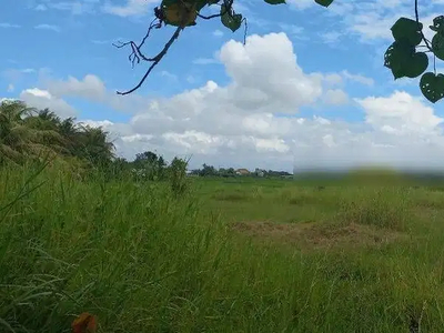 Land Lease 8 Are Rice Field View In Beraban Close To Kedungu