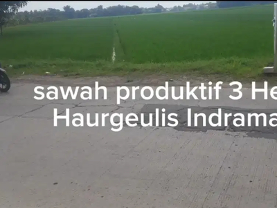 Sawah 3 Hektar Haurgeulis Indramayu