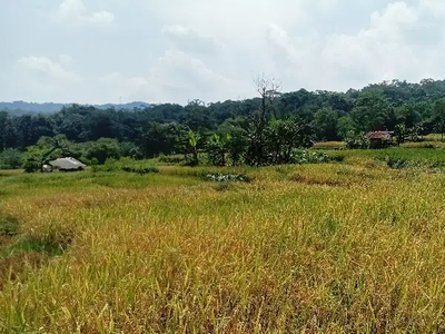 Sawah Produktif 1200 m, Pondok Salam, PWk.