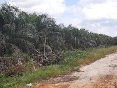 Di Jual Perkebunan Sawit Daerah Riau