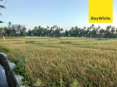 Dijual Tanah Sawah SHM di Desa Banjar Banyuwangi