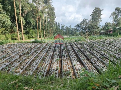 Tanah Cocok Untuk Agro Bisnis Parongpong Lembang Bandung Barat
