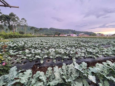 Tanah Datar Pertanian Di Kabupaten Bandung Barat