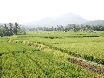 Tanah di desa Sindang karya Anyer - serang, Banten