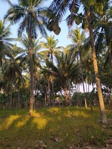 Tanah Kebun Kelapa