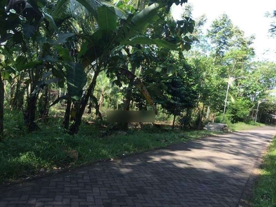 Tanah kebun lokasi kabat banyuwangi jalan paving murah