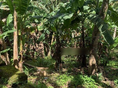 Tanah Perkebunan Dalam Perumahan di Bongan Tabanan