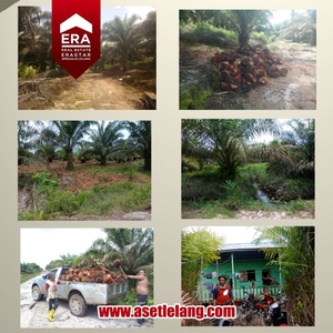 Wow Hanya 2.400 per m2 Kebun Kelapa Sawit Sambas Kalimantan Barat
