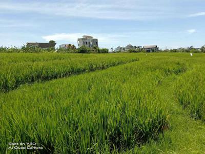 Dijual Tanah murah view sawah di Cemagi