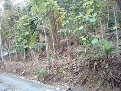 Tanah Pekarangan 1,9 Hektar Murah 300ribu/m Pengasih Kulon Progo