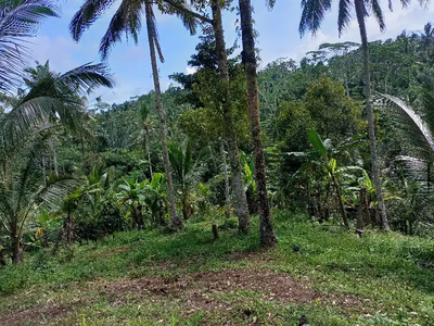 jual tanah kebun gunung salak selemadeg Tabanan 50are 17jt/are Nego