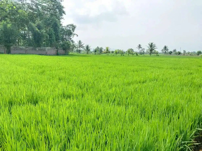 Jual Tanah Sawah di Cianjur