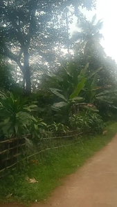 Kebun manggis durian dekat pemukiman