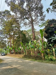 Tanah murah dijumantono bonus pohon durian produktif