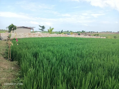 Tanah view sawah dan gunung dekat Pasut dan Kelating Bali