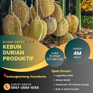 Jual Cepat Kebun Durian Produktif Purwokerto