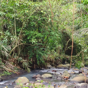 Kebun manggis Los sungai murah di tabanan