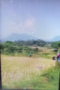 sawah di sukamakmur puncak2