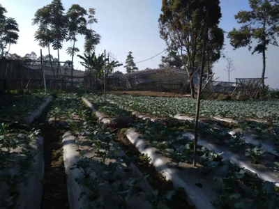 Tanah Dijual, Lahan Kebun 3330m² Strategis Segera di Cihideung Lembang