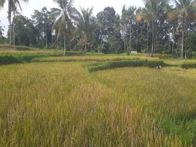 Di Jual Sawah Produktif Murah