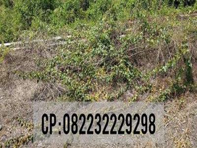 Dijual tanah di perum mojopahit Jember