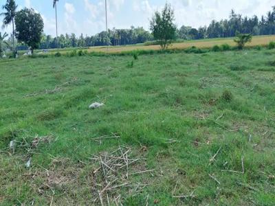 Jual Cepat Tanah Sawah Luas SHM