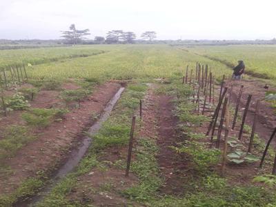 Jual sawah tanpa perantara