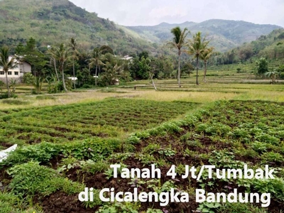 Tanah Sawah 69 Juta di Cicalengka Dekat Kantor Desa Babakan Peuteuy