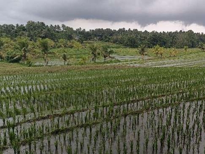 tanah kebun kontur datar view sawah di bali