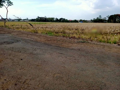 Tanah Sawah di Bulakrejo Karanganyar (YU-NS)