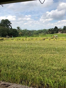 Tanah sawah di jual di Tabanan Bali